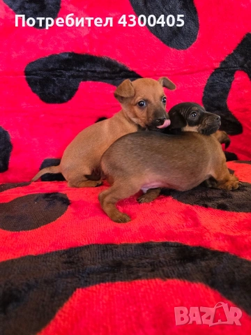 мини чиху пинчери, снимка 5 - Пинчер - 53673362