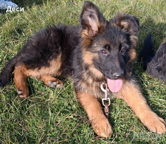 немска овчарка , снимка 3 - Немска овчарка - 53671577