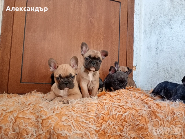Френски булдог кученца, снимка 3 - Френски булдог - 53797411