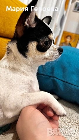 Чихуахуа женско, снимка 3 - Чихуахуа - 53170076