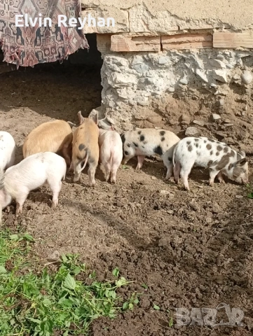 Малки прасенца 