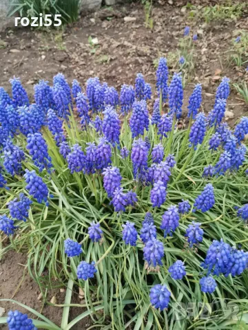 Продавам многогодишни студоустойчиви цветя от моята градина на гол корен., снимка 5 - Градински цветя и растения - 49873504