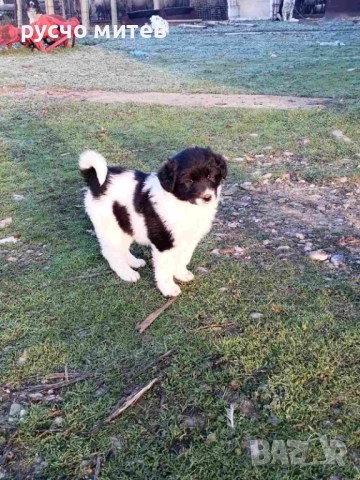 Кученца, снимка 6 - Каракачанска овчарка - 50739917