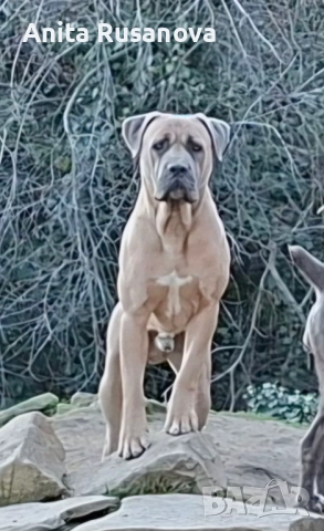 Кане Корсо, снимка 5 - Кане корсо - 52877945