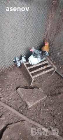 Джинки , снимка 6 - други­ - 53397100