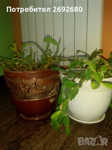 Коледничета,кливия,исусов венец, кротон, сенсевиера,хибискус , снимка 13 - Стайни растения - 42021101