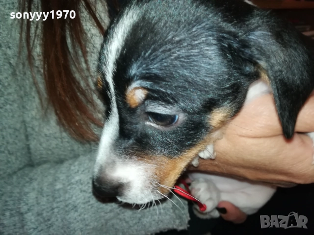 ДЖАК РЪСЕЛ ТЕРИЕР С ВАКСИНА И ПАСПОРТ 0610250734