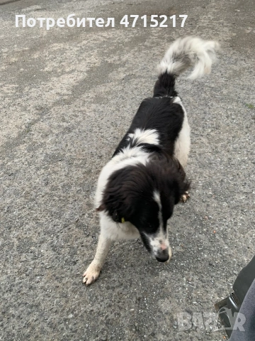 Овчарско куче , снимка 3 - Каракачанска овчарка - 53174773