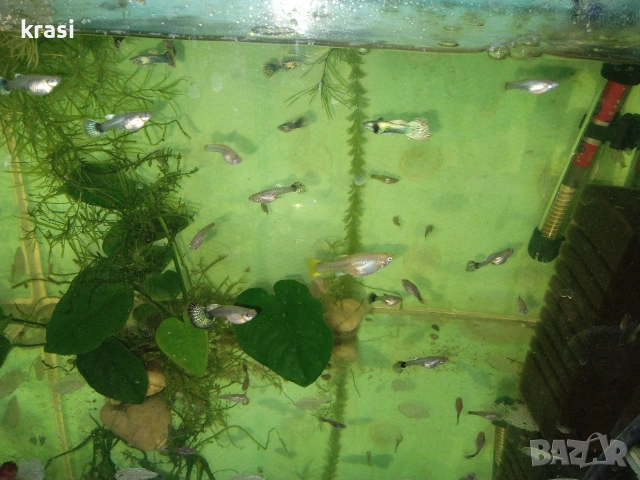 рибки гупи, снимка 3 - Рибки - 53590055