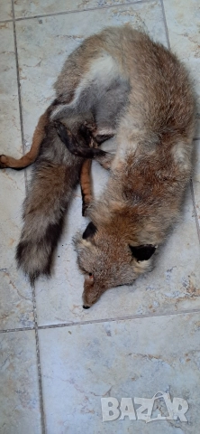Кожа шал от лисица , снимка 15 - Антикварни и старинни предмети - 52920531