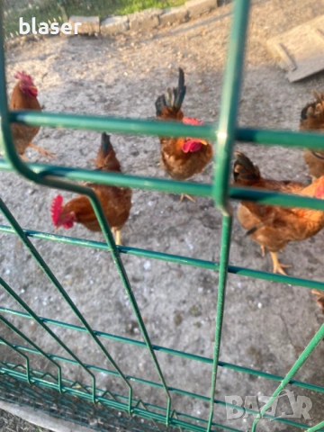 9 петела за подаряване, на 8 месеца