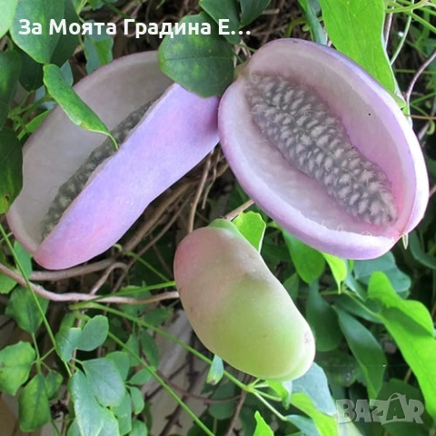 Акебия , снимка 4 - Градински цветя и растения - 53743831