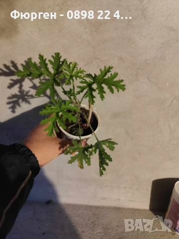 Индрише Обикновенно 7,50 и Индрише Шарено против комари за 12лв, снимка 5 - Разсади - 47146119