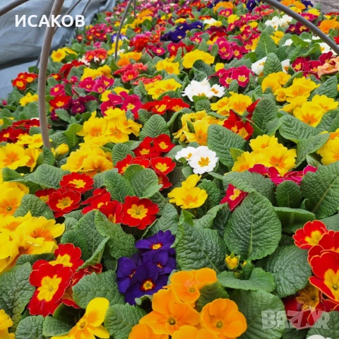 Иглика , снимка 2 - Градински цветя и растения - 53020967