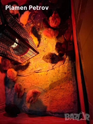 Домашни Пиленца, снимка 7 - Кокошки и пуйки - 53989267