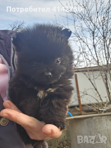 Мини Померанчета момчета , снимка 10 - Померан - 53836470