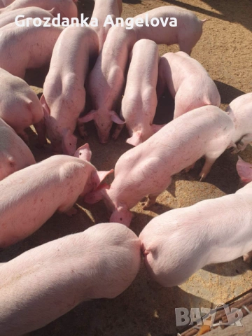 Продаваме малки прасенца , снимка 2 - Прасета - 53791497