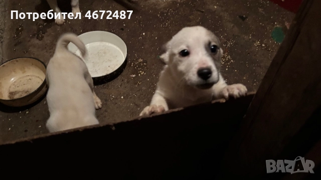 Подаряват се кученца, снимка 10 - Други - 52700983