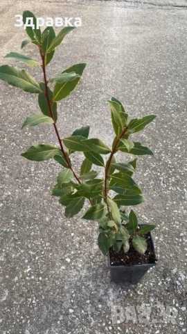 Дафинов лист 