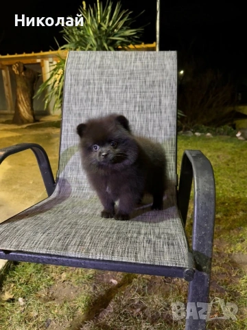 Померан момиче със втора ваксина, снимка 2 - Померан - 53350738