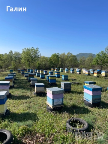 Пчелен мед, снимка 12 - Пчелни продукти - 39049443