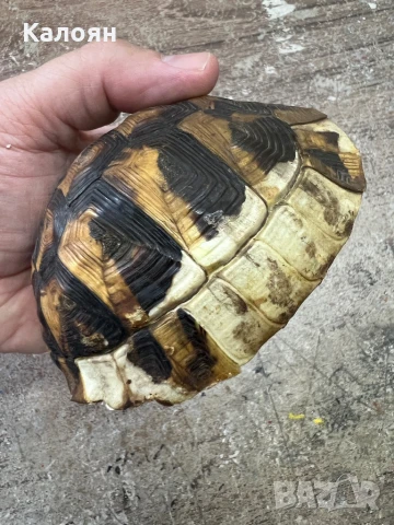 Костенурка черупка , снимка 8 - Други ценни предмети - 50871785