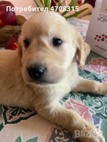 Голдън ретривър игриво бебе, снимка 5 - Голдън ретривър - 53632198