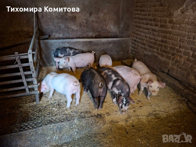 Свободни прасета , снимка 8 - Прасета - 53688223