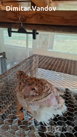 Пъдпъдъци носачки