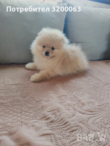 Померан мини шпиц , снимка 5 - Померан - 52815608