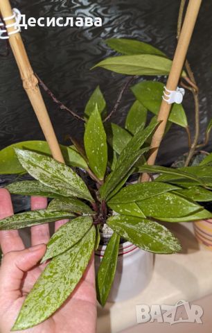 Хоя/Hoya pubicalyx , снимка 7 - Градински цветя и растения - 46415144