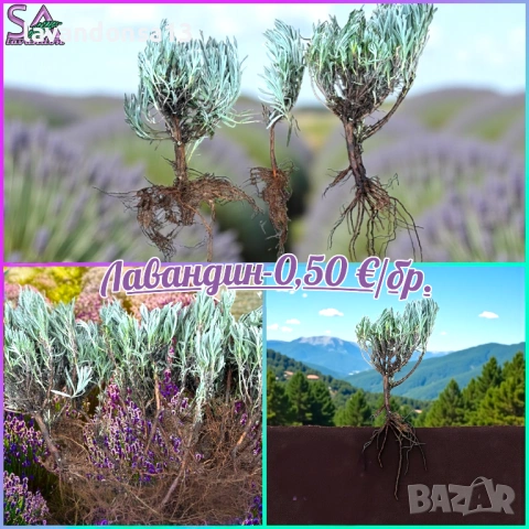 Лавровишна – Вечнозелен Храст за Жив Плет | В Контейнери, снимка 9 - Градински цветя и растения - 42641155