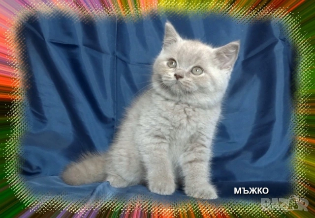 Чистокръвни Британски късокосмести котета, снимка 9 - Британска късокосместа - 53322558