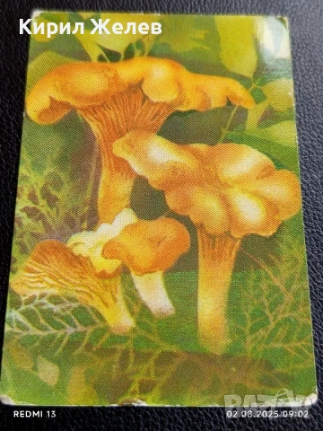 Старо календарче 90г. серия диви гъби много красиво за КОЛЕКЦИЯ ДЕКОРАЦИЯ 35342, снимка 3 - Колекции - 51223749