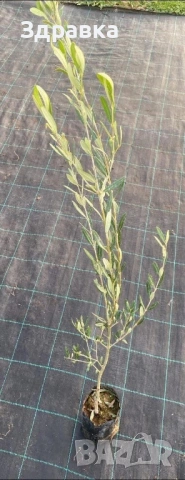 Маслина  ХАЛКИДИКИ(130см) 