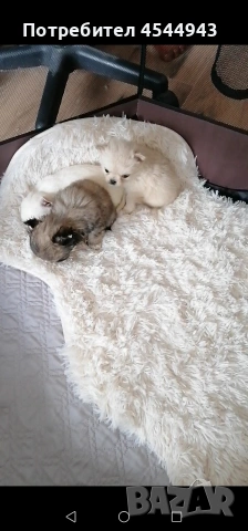 Малки чихуанчета , снимка 6 - Чихуахуа - 53402445