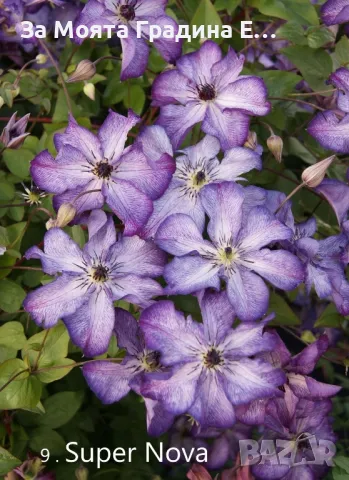 Клематис - 28 различни сорта , снимка 10 - Градински цветя и растения - 49760995