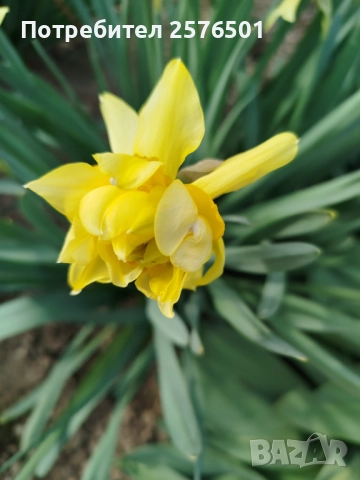 Продавам луковици от пролетни цветя - лалета, нарциси, зюмбюли....., снимка 12 - Градински цветя и растения - 52896351