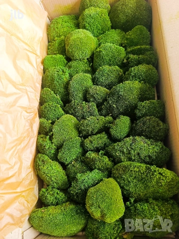 "ТОП ЦЕНА" Топчест мъх на едро за зелени стени, картини и пана , снимка 2 - Декорация за дома - 53565111