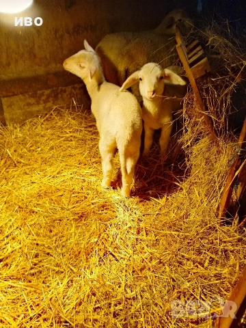 овце, снимка 6 - Овце - 53478113