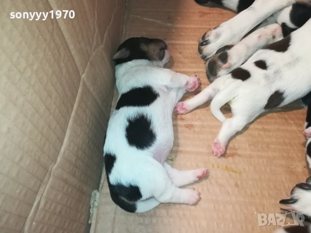 ДЖАК РЪСЕЛ 1808251737, снимка 10 - Джак ръсел териер - 51407475