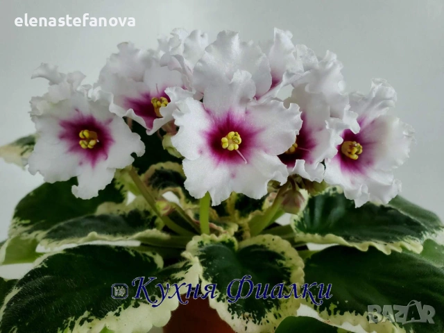 Комплект от три сортови сентполии