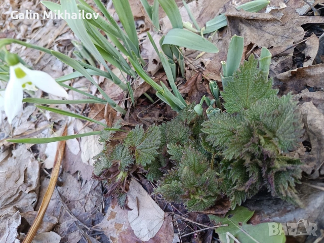 Коприва свежи пресни листа, снимка 2 - Домашни продукти - 53581215