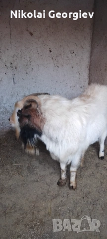 Мини холандски козел , снимка 4 - Кози - 53171408
