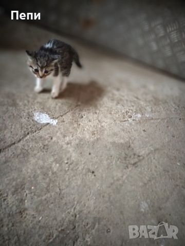 Adopt a cat Осинови коте, снимка 4 - Други - 45568361