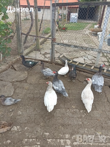 Мускусни патици(Неми), снимка 2 - Други животни - 51877410