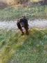 Куче за трюфели, снимка 9