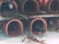 pleco, снимка 10