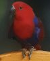 Продавам Еклектус- говорящ папагал, снимка 2