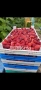 Целогодишен разсад ягоди и малини , снимка 11